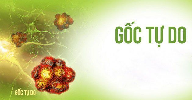 Gốc tự do và Chất chống oxy hóa